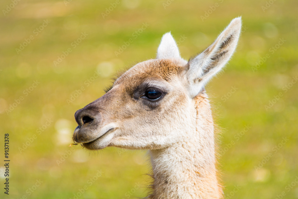 Obraz premium llama with breeding