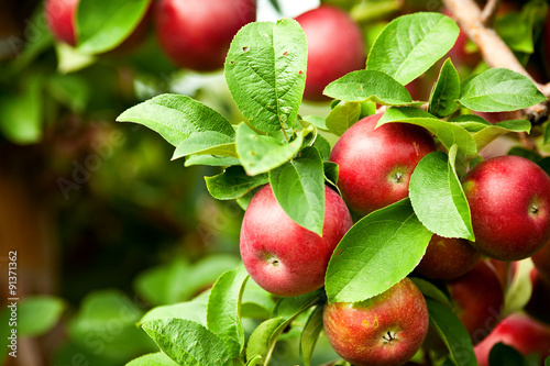 Organic red ripe apples on the orchard tree with green leaves Fototapet