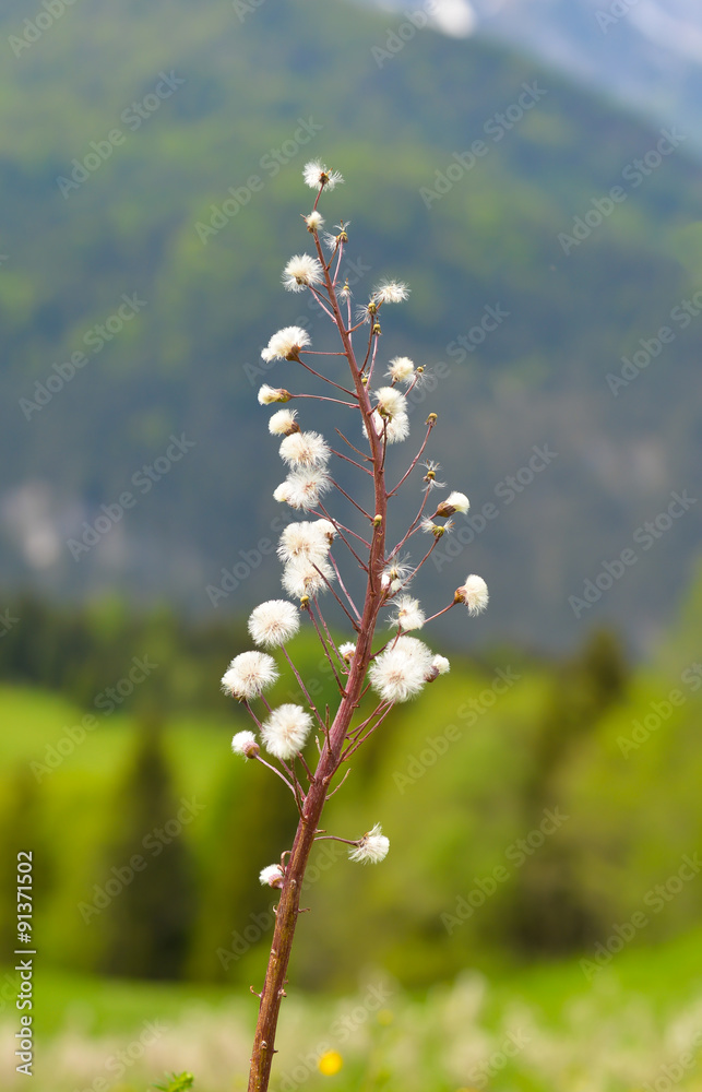 beautiful flowers with the mountain background in Europe Country, Germany beautiful flowers with the mountain background in Europe Country, Germany