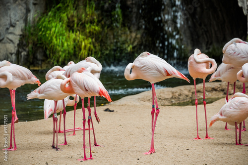 Sleeping flamingos.