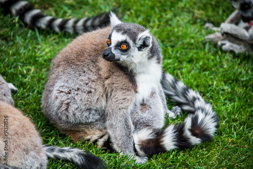 Ring-tailed lemur. © bimserd