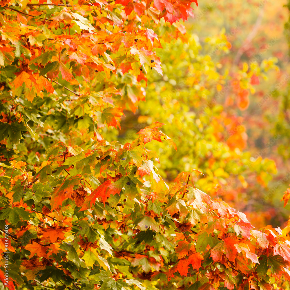 Fall trees yellow orange leaves nature background Fall trees yellow orange leaves nature background