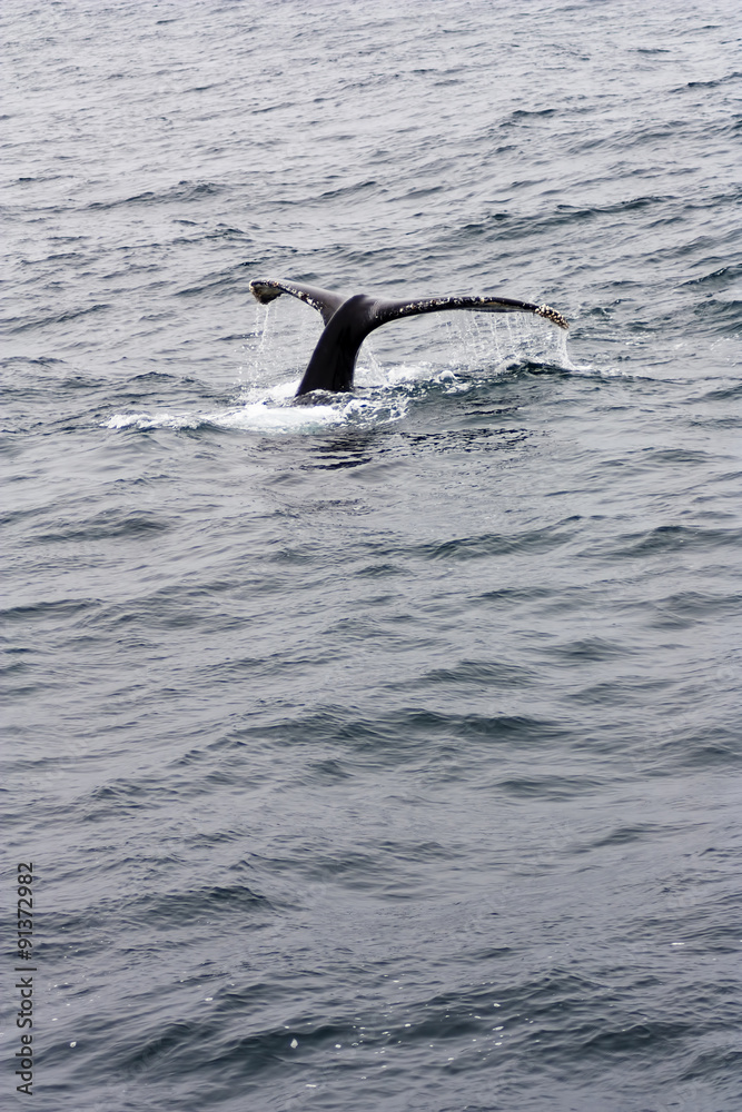 Fototapeta premium Humpback Whale Flukes Monterey Bay California