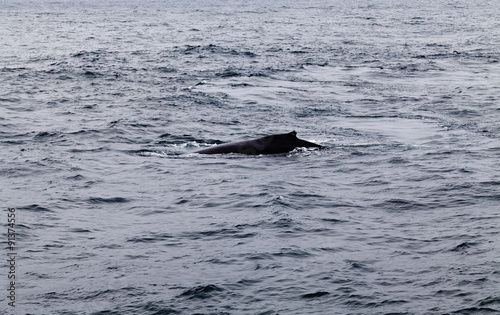 Humpback Whale Swimming In Monterey Bay California © jeffwqc