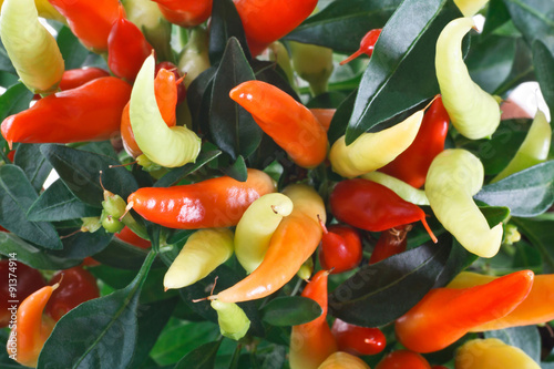 peperoncino ornamentale, frutti