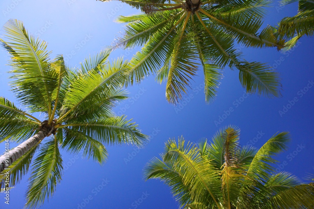 Fototapeta premium ヤシの木