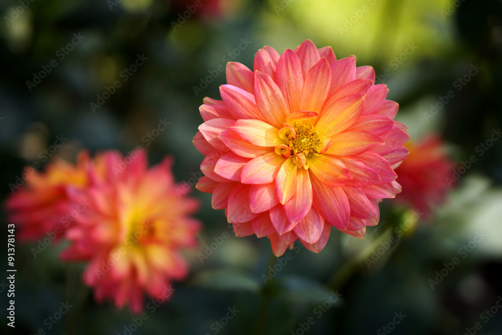 Beautiful colorful chrysanthemum flower in garden, Chiang Mai, T Beautiful colorful chrysanthemum flower in garden, Chiang Mai, T