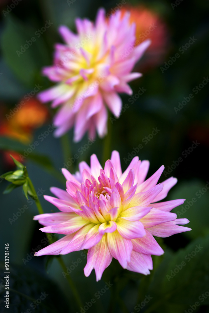 Beautiful colorful chrysanthemum flower in garden, Chiang Mai, T