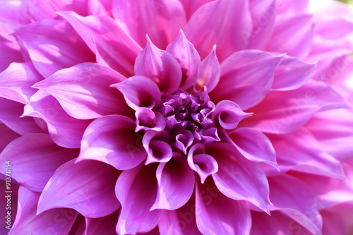 Beautiful pink chrysanthemum flower closeup, Chiang Mai, Thailan