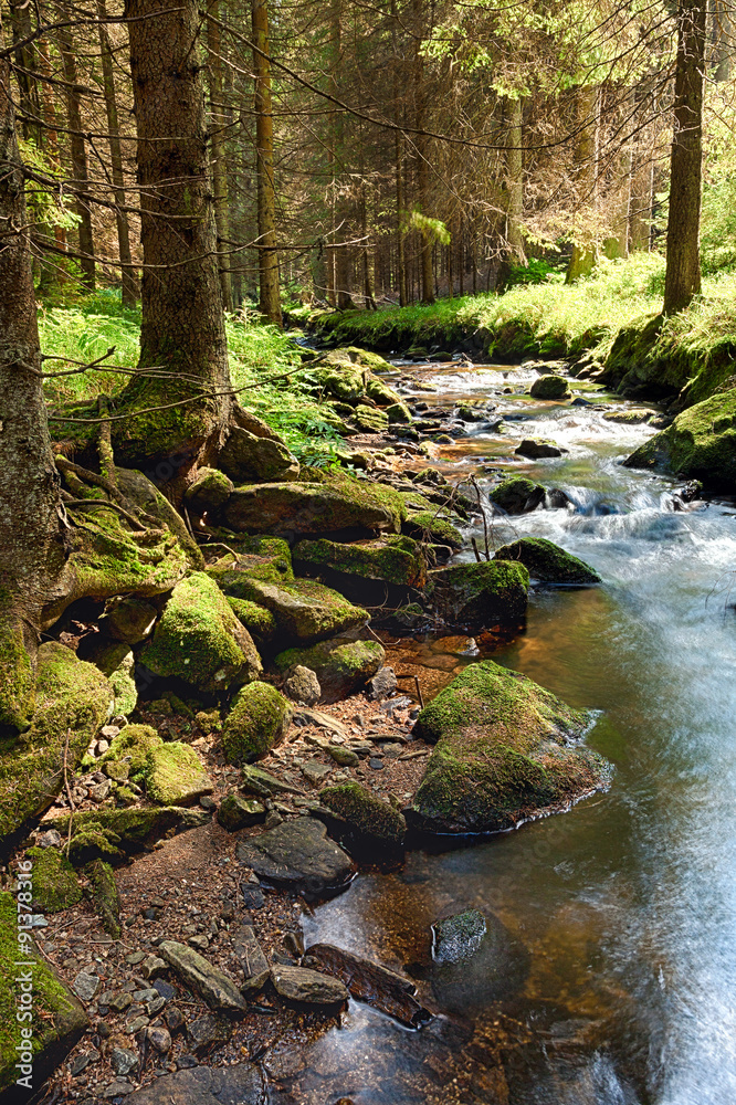 The primeval forest with the creek - HDR