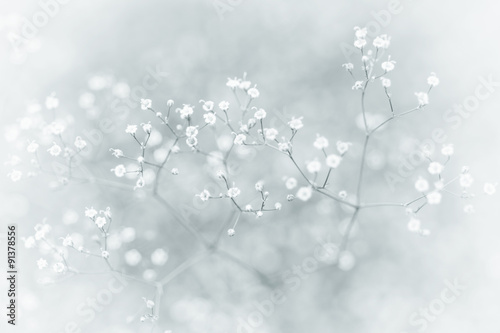 Small Defocused White Flowers (Gypsophila) with Vintage Effect as Natural Background