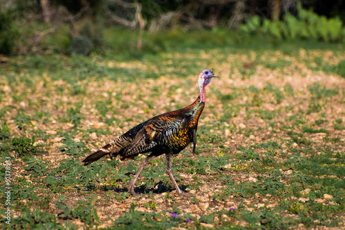 Vibrant Texas Turkey Walking