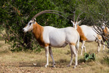 Scimitar Horned Oryx Bull Standing