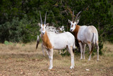 Scimitar Horned Oryx Calf