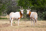 Scimitar Horned Oryx Bull and Cow