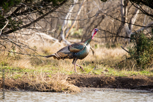 Texas Turkey Walking