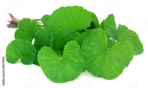 Medicinal thankuni leaves