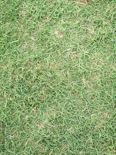 green grass and dry grass background