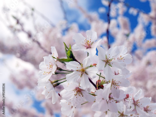 washington cherry blossoms 2012 b