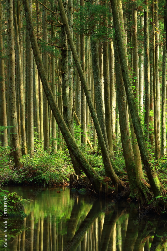 Obraz premium 鳥海山 牛渡川の杉林