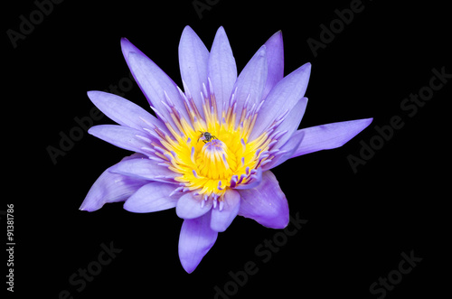 Lotus isolated on a black background