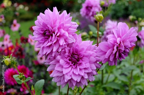 Purple dahlias