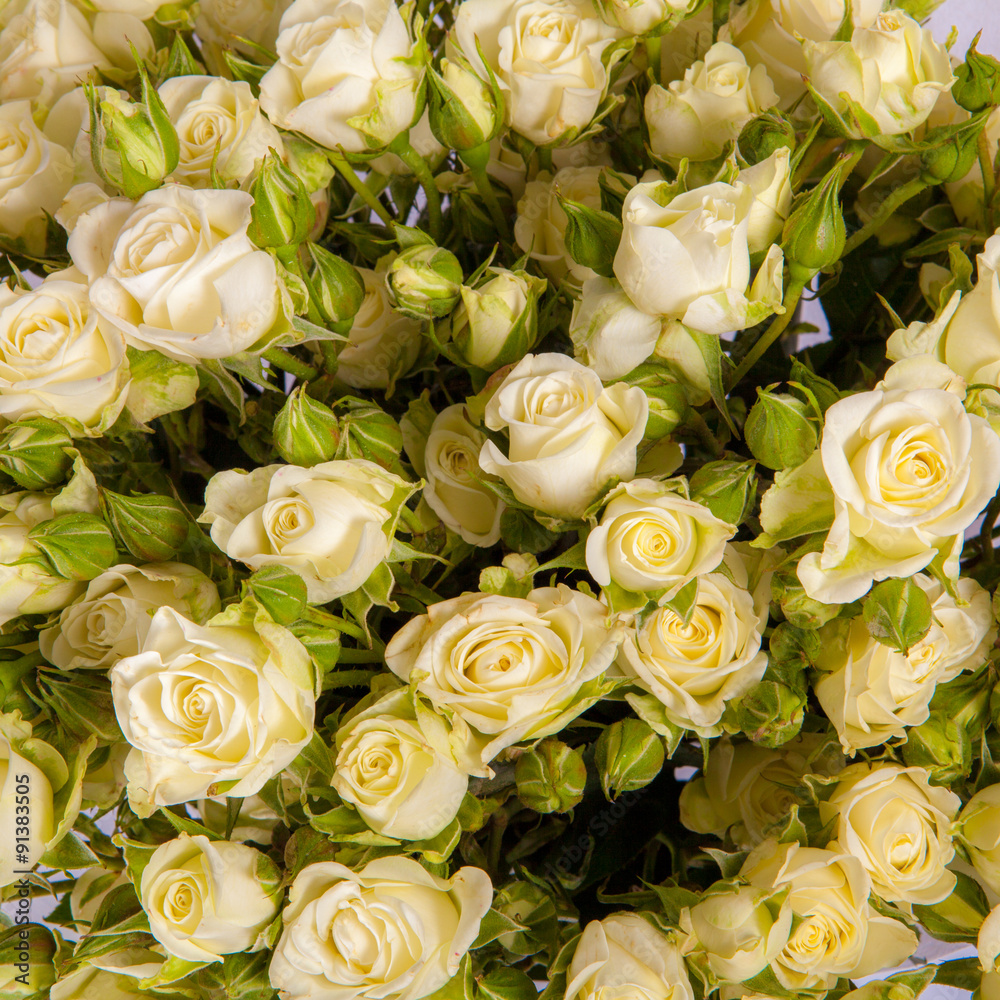 Abstract background of flowers. Close-up. Abstract background of flowers. Close-up.