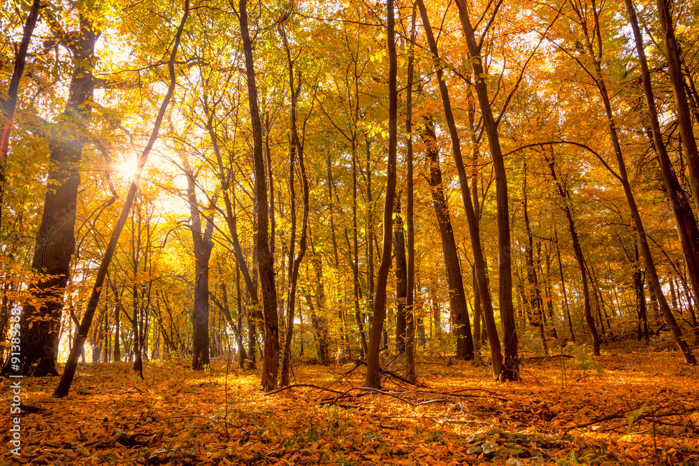 Morning in the Gold Autumn park with sunlight and sunbeams - 