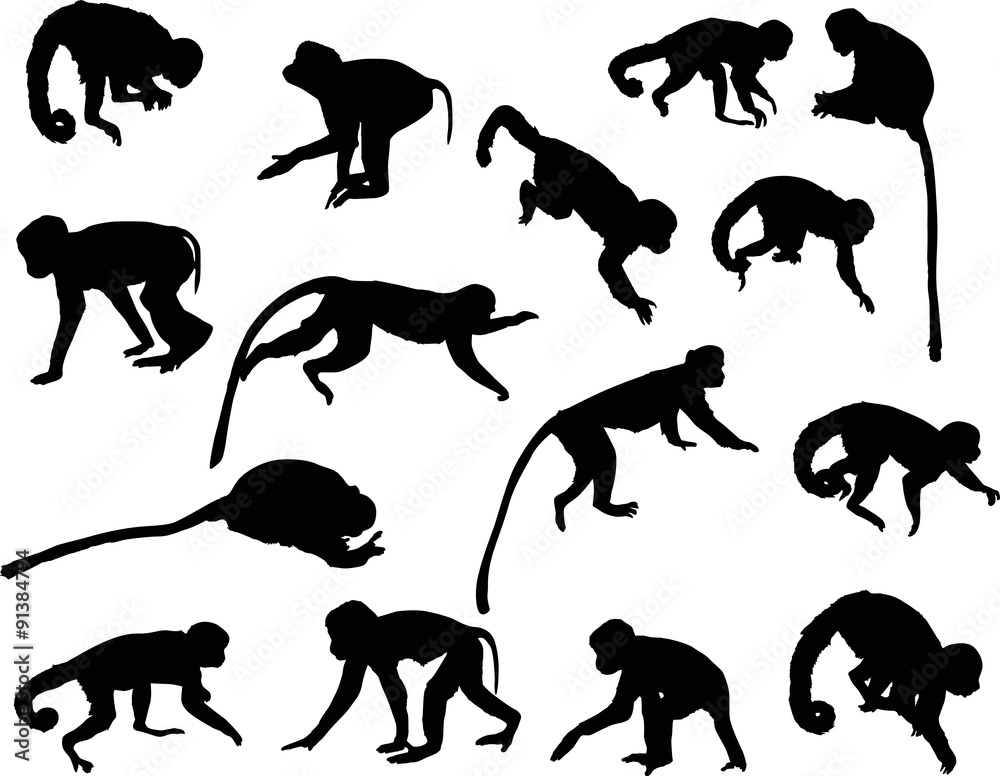 Fototapeta premium fifteen black isolated monkey silhouettes