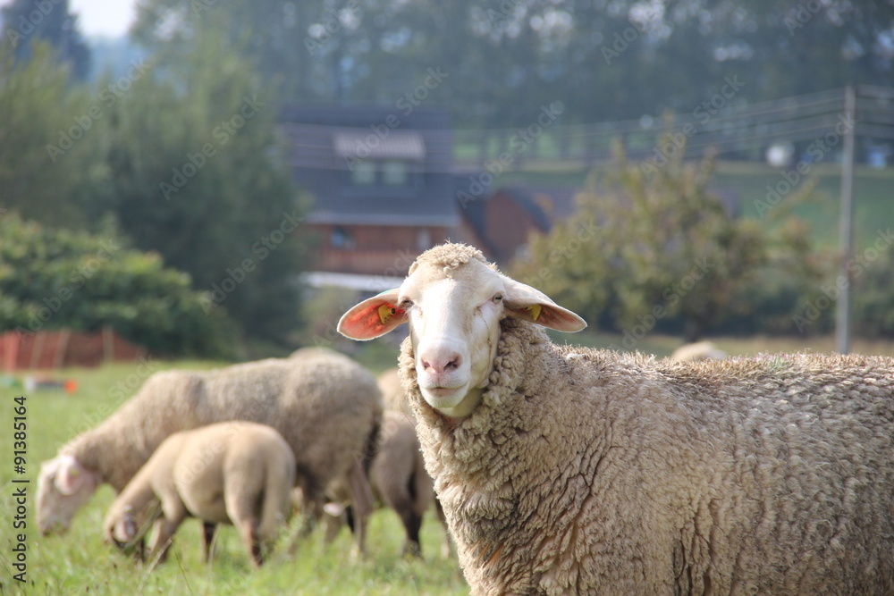 Obraz premium Herde Schafe auf einer Dorfwiese.