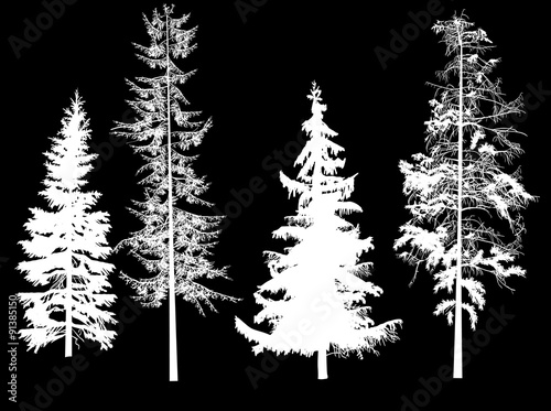 illustration with four white firs on black