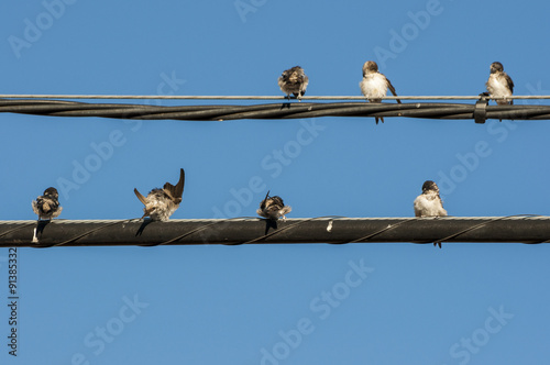 Flock Common House Martin perched on a telephone wire.