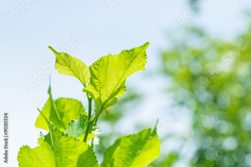 Close up mulberry leaf with blur garden background
