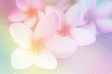 Keuken achterwand Frangipani Plumeria takken met witte bloesem  © phadungsakphoto