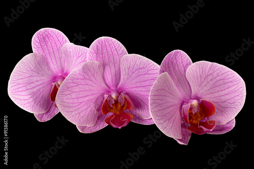Pink orchid on black