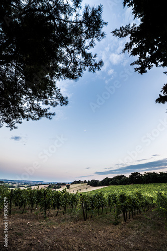 evening in the vineyard photo