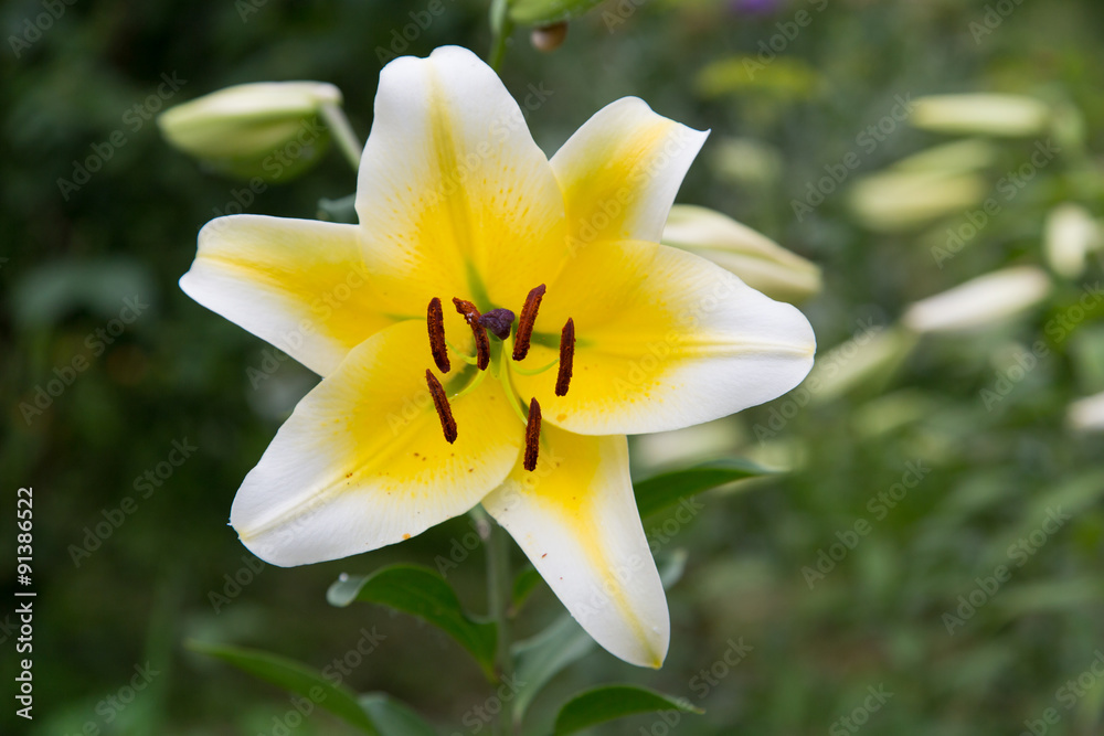 Fototapeta premium garden flowers lily macro shot