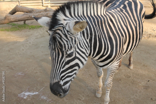 Zebra mammal