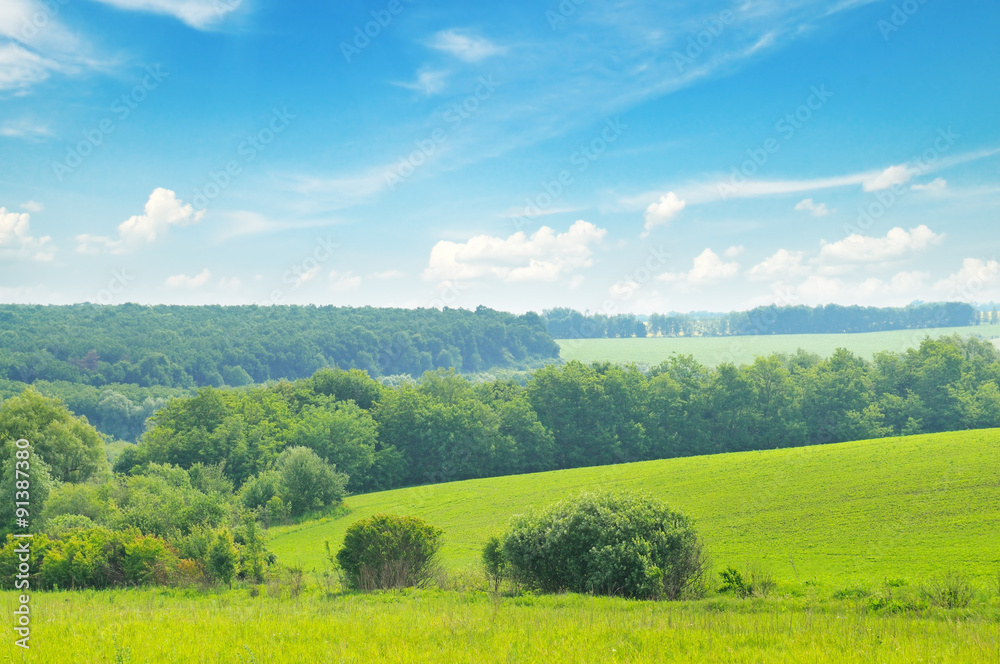 Fototapeta premium picturesque green field and blue sky
