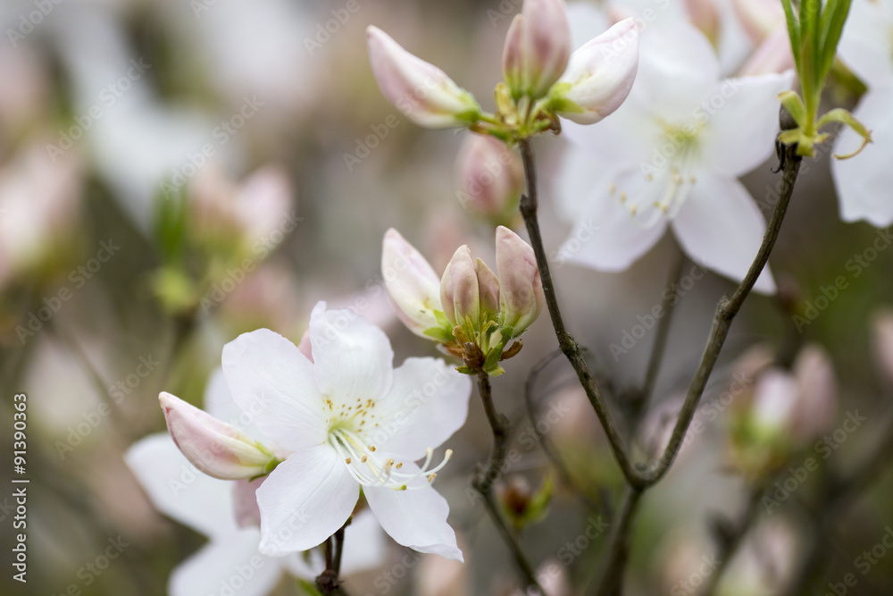 Magnolia. Magnolia.