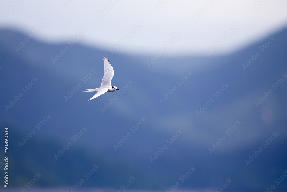 Bird in flight -  Back-naped Tern