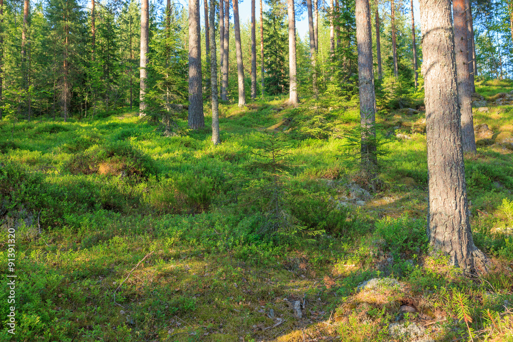 Fototapeta premium Finnish forest at summer