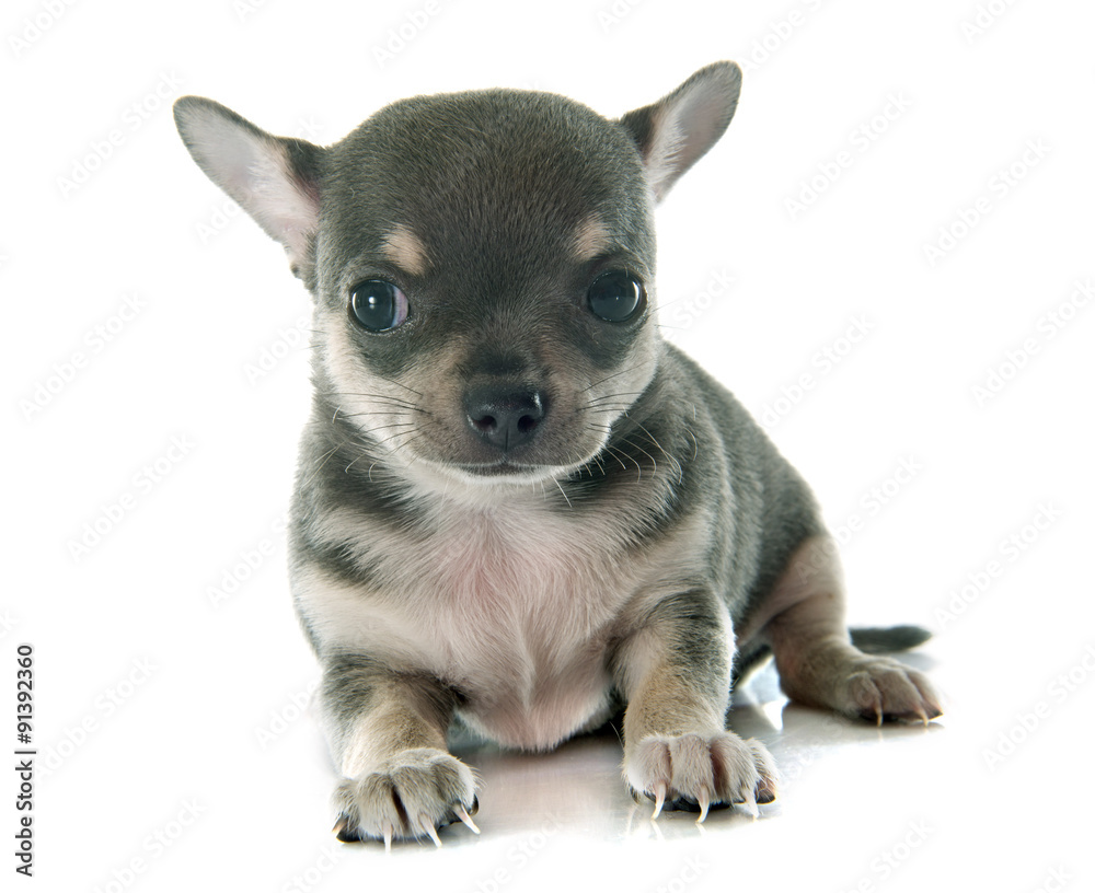 puppy chihuahua