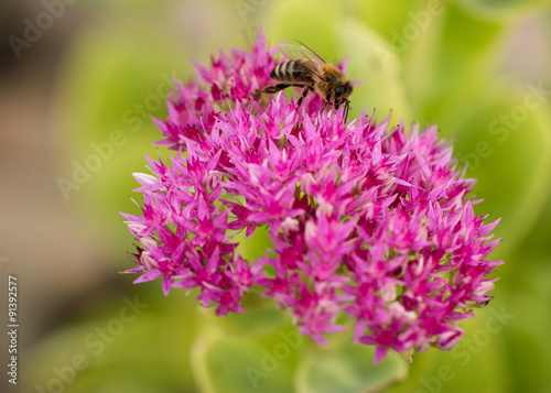 honey bee working on a pink stonecrops flower with pollen © lukasx
