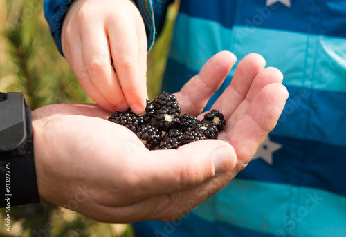 child picking blackberries from fathers hand © lukasx