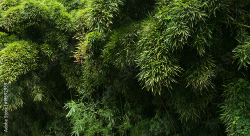 bamboo hanalei valley kauai hawaii