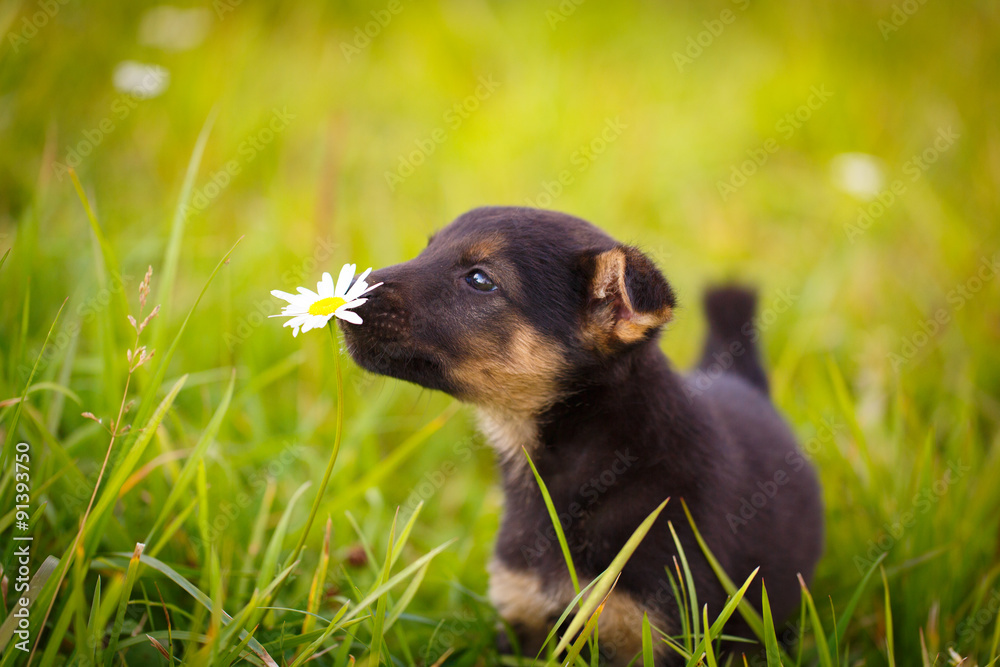 purebred puppy purebred puppy