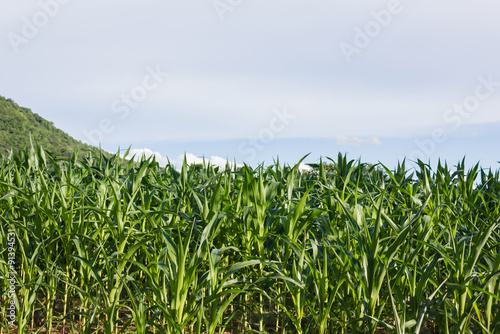  tropical plant corn field in countryside of Thailand