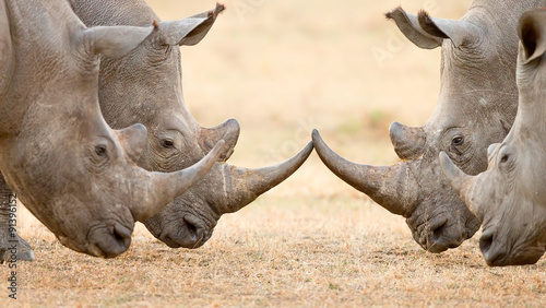 Canvas Print Four White Rhino's  locking horns