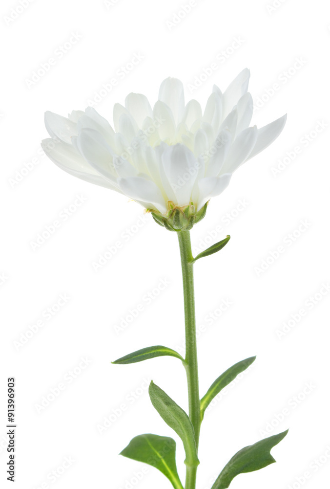 Fototapeta premium Beautiful chrysanthemum isolated